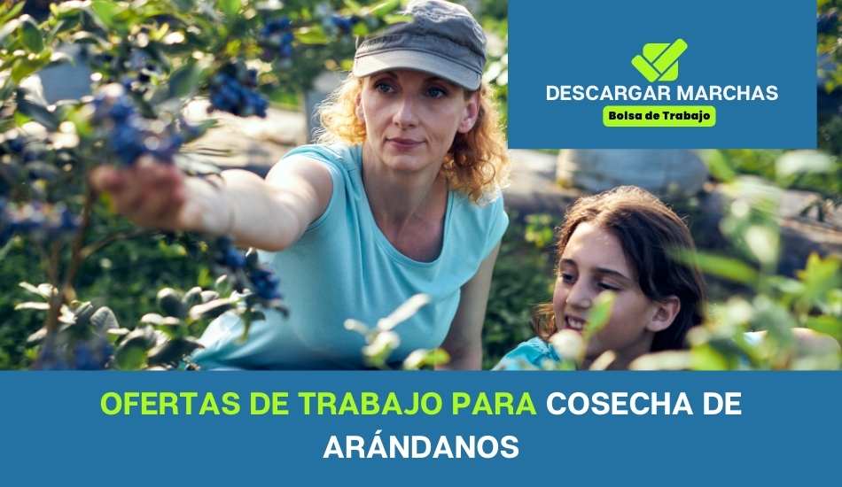 Ofertas de trabajo para cosecha de arándanos